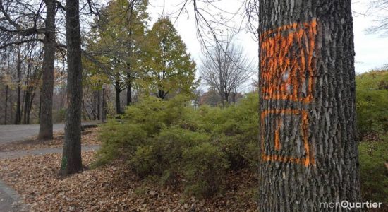 Canopée : des milliers d'arbres pourraient verdir Québec - Viktoria Miojevic